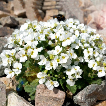 Gęsiówka Kaukaska - "Little Treasure White"