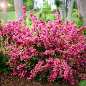 Krzewuszka Cudowna "Pink Princess"