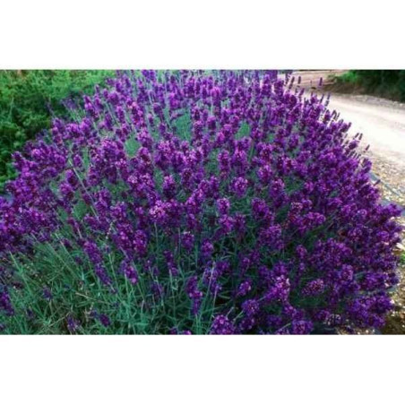 Lawenda wąskolistna