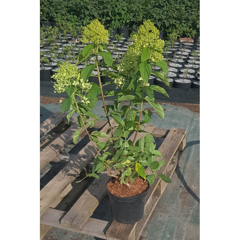 Hortensja bukietowa limelight