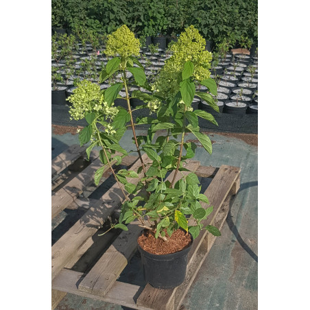 Hortensja bukietowa limelight