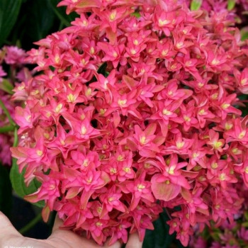 Hortensja ogrodowa "Princess Diana"