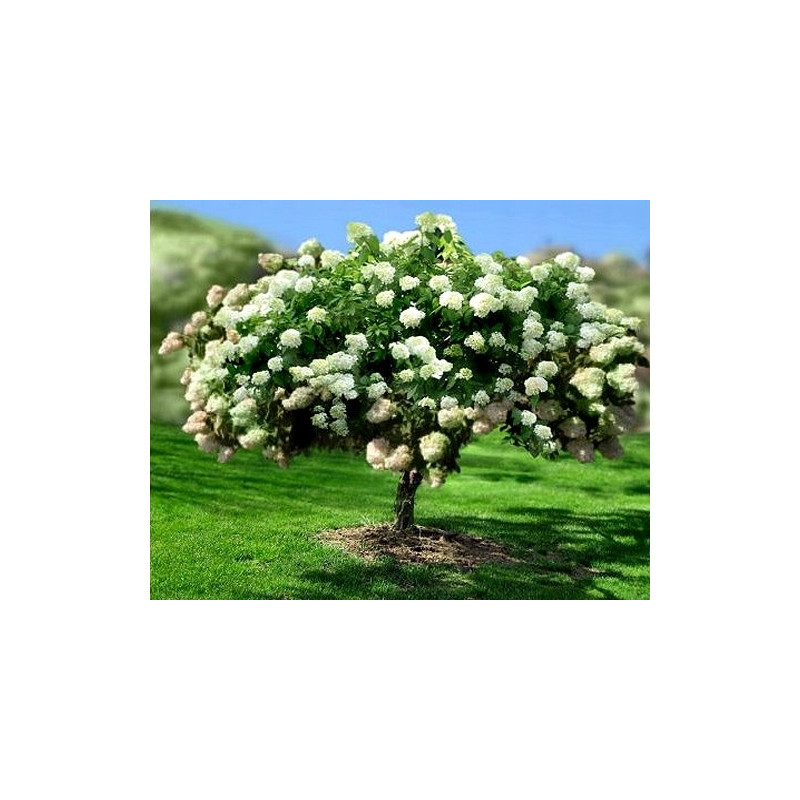 Hortensja bukietowa phantom