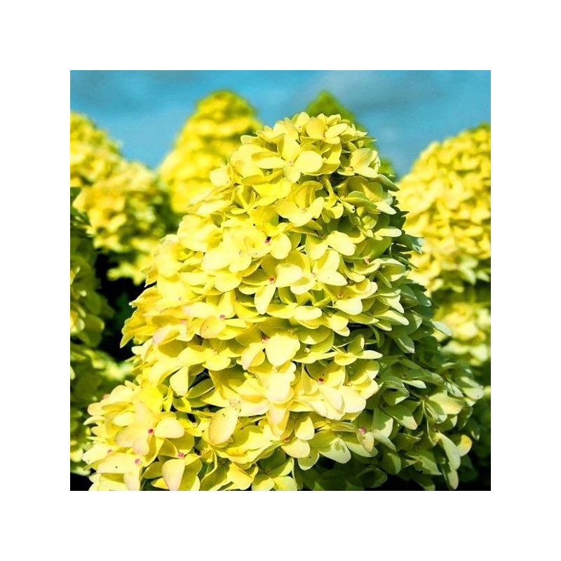 Hortensja bukietowa Magical Candle