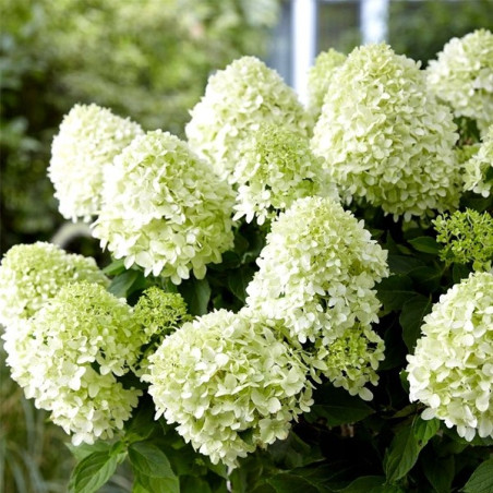 Hortensja bukietowa Skyfall