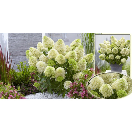 Hortensja bukietowa Skyfall cena