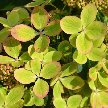 Hortensja bukietowa "Pastel Green"