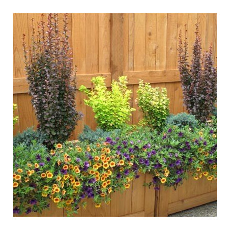 berberys golden torch