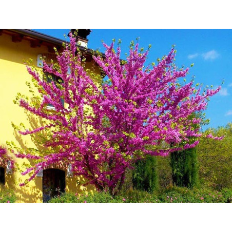 Judaszowiec Kanadyjski sadzonka