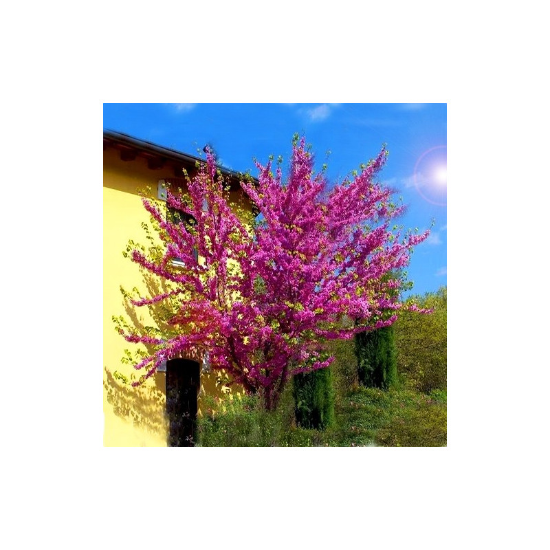 Judaszowiec kanadyjski sadzonki