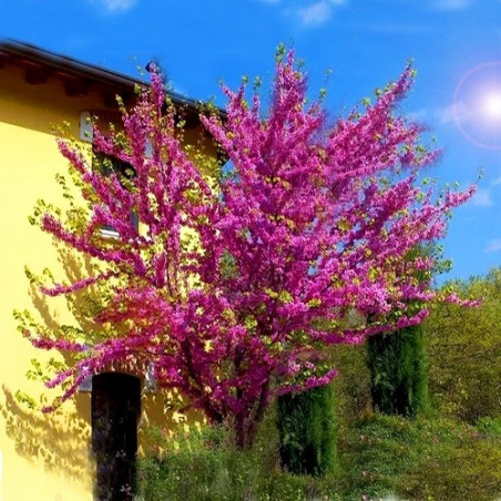 Judaszowiec kanadyjski sadzonki