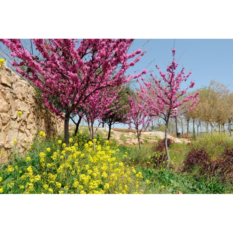 Judaszowiec Kanadyjski cena