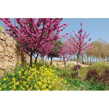 Judaszowiec Kanadyjski cena