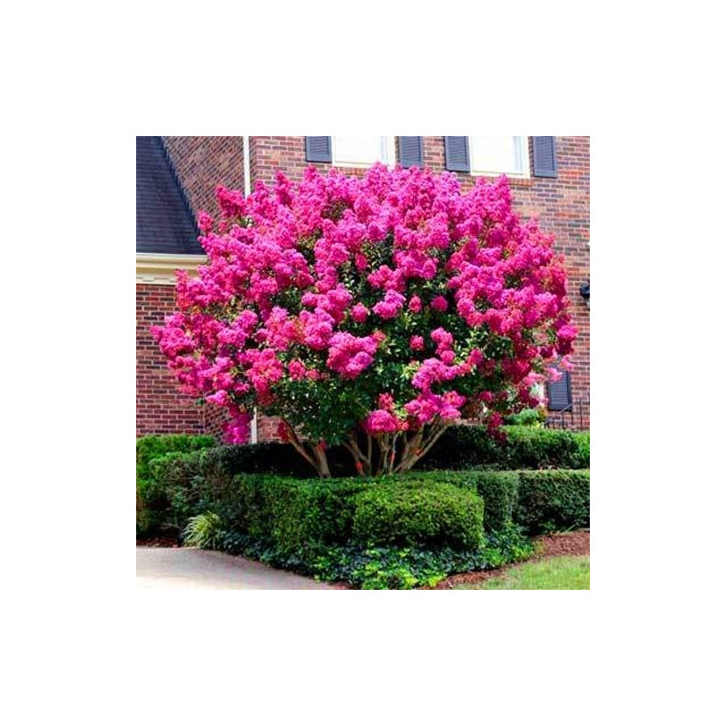 Lagerstroemia sadzonki