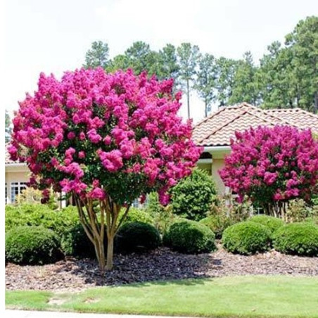 Lagerstroemia różowa