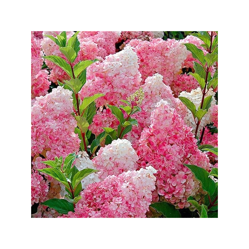 Hortensja bukietowa Renhy Vanille Fraise