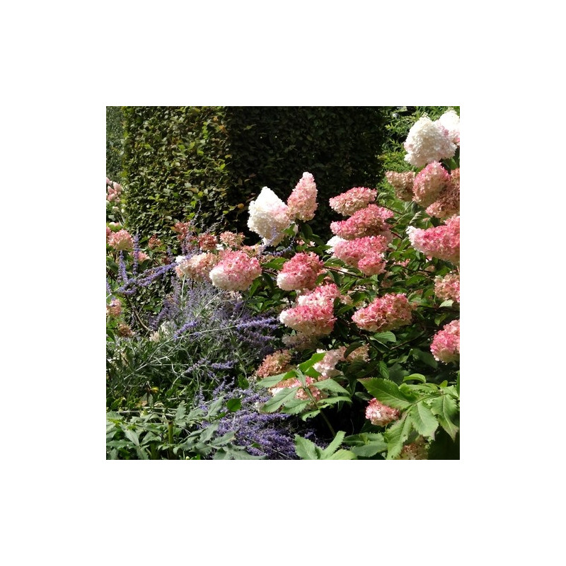 Hortensja bukietowa Renhy Vanille Fraise cena