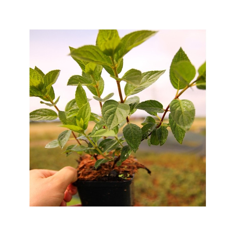 Hortensja bukietowa Renhy Vanille Fraise sadzonki