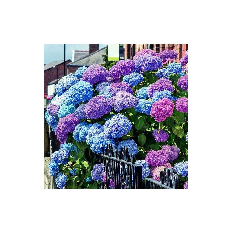 Hortensja tęczowa masja