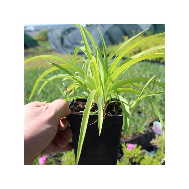 Liliowiec Stella De Oro sadzonki