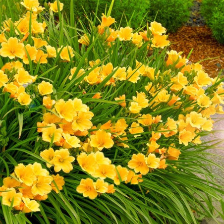 Liliowiec Stella De Oro