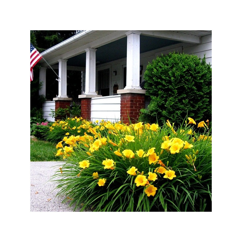 Liliowiec Stella De Oro cena