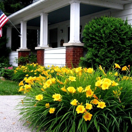 Liliowiec Stella De Oro cena