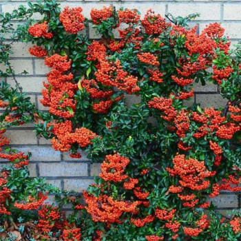 Ognik "Mohave Silver"