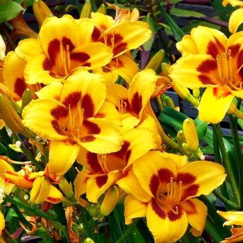 Liliowiec Black Eyed Susan