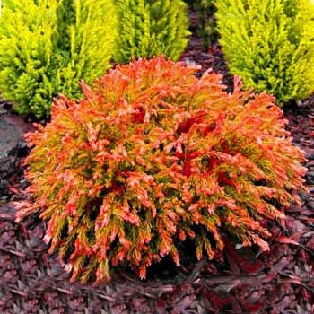 Żywotnik zachodni 'Golden Tuffet'