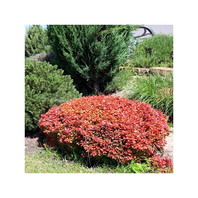 Berberys Thunberga Bagatelle