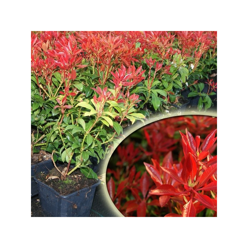 Pieris japoński Mountain Fire sadzonka