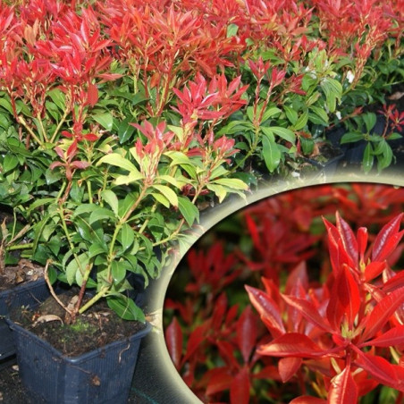 Pieris japoński Mountain Fire sadzonka