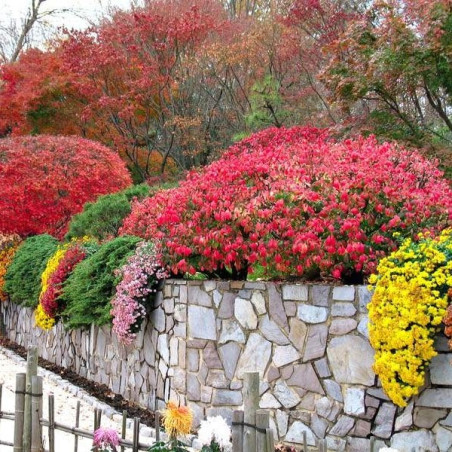 Trzmielina oskrzydlona cena