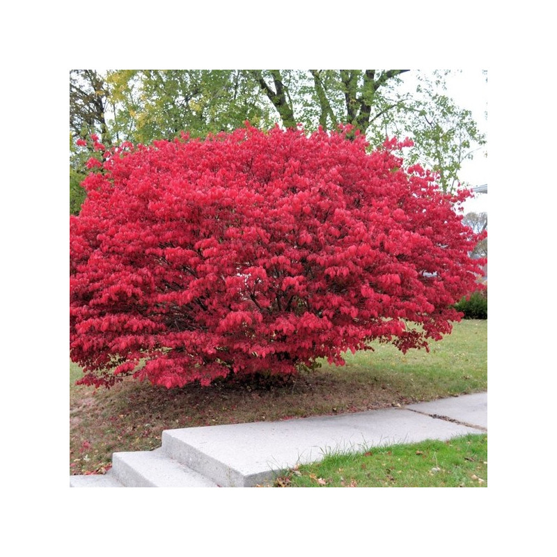 płonący krzew sklep