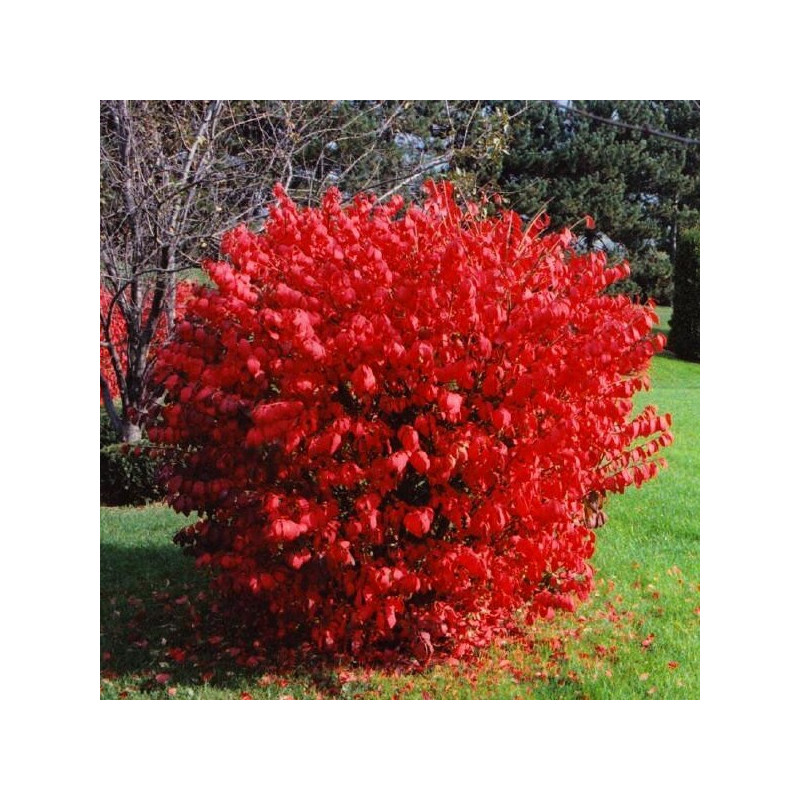 płonący krzew cena