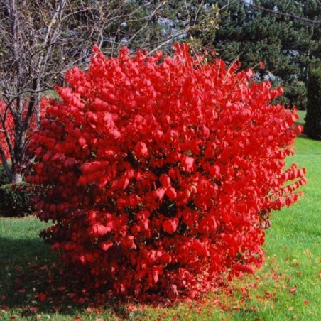 płonący krzew cena