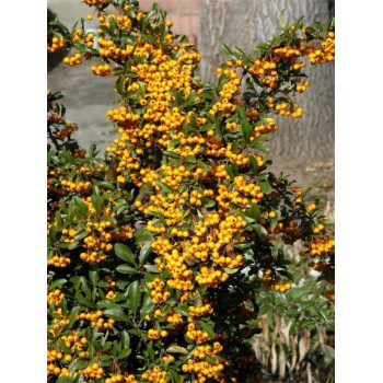 Ognik  "Soieil d'or"