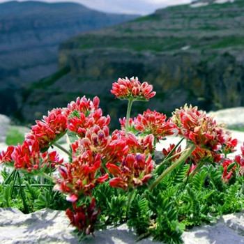 Przelot pospolity "Red Carpet"