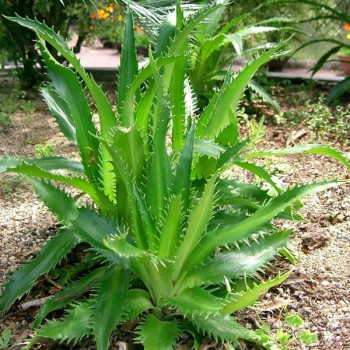 MIKOŁAJEK AGAWOLISTNY