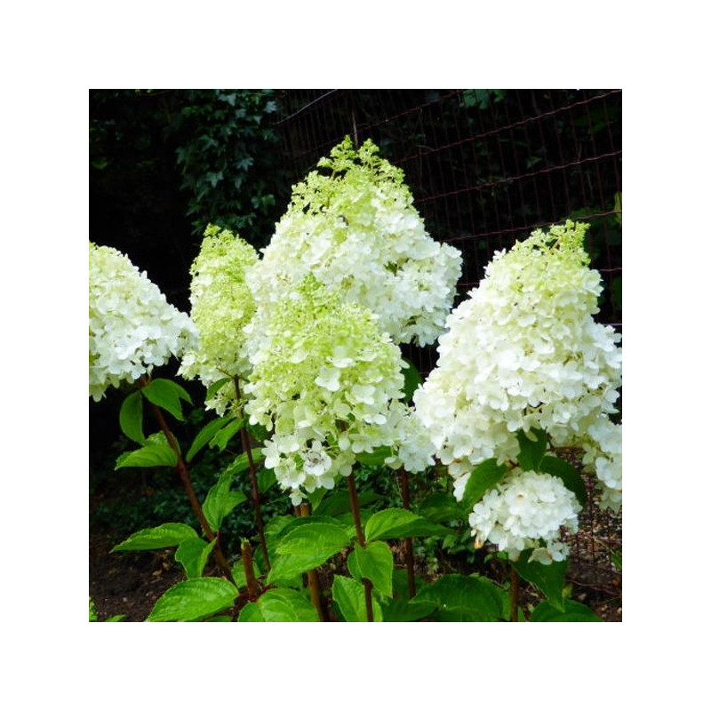 Hortensja bukietowa Polar Bear sadzonki