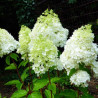 Hortensja bukietowa Polar Bear sadzonki