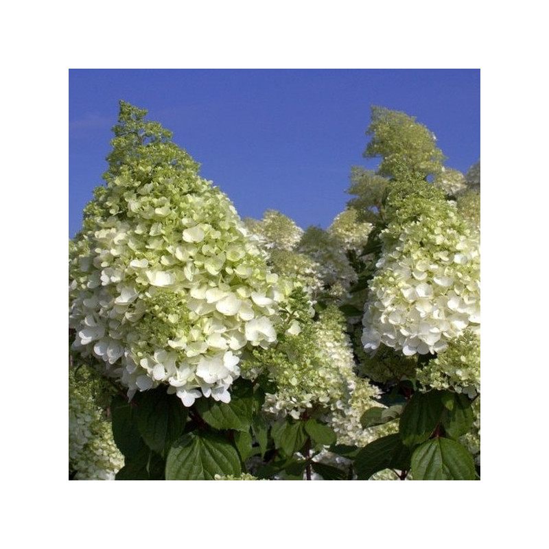 Hortensja bukietowa Polar Bear