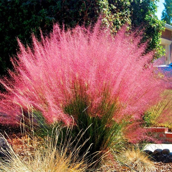 Muhlenbergia capillaris