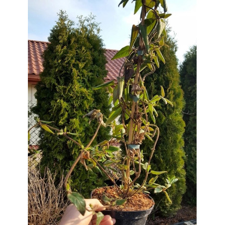 Wiciokrzew gdzie kupić