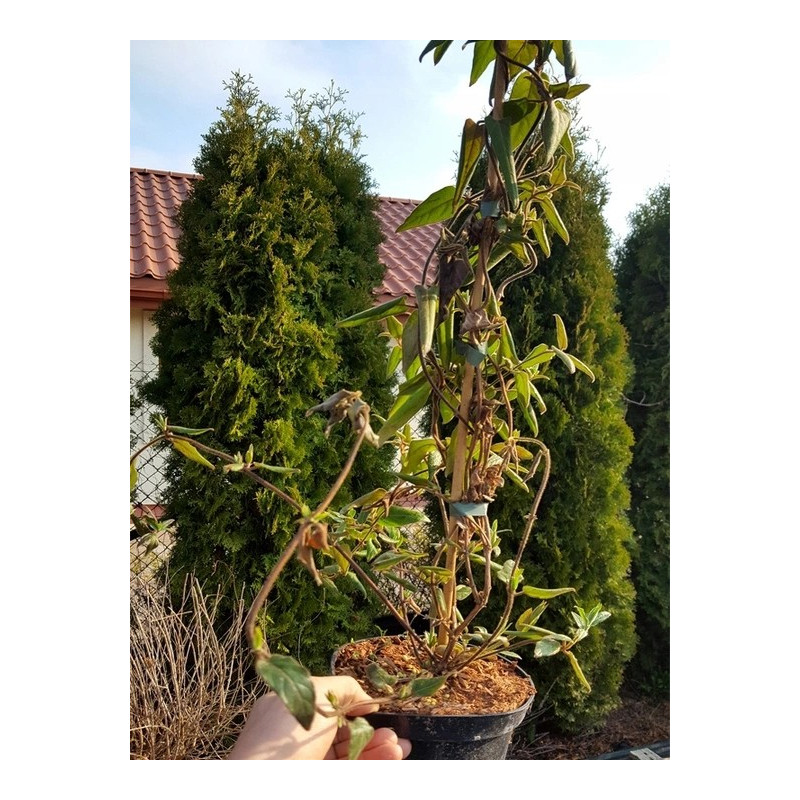 Wiciokrzew Dropmore Scarlet sklep