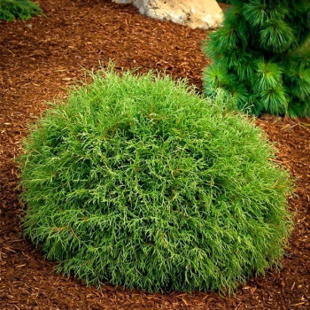 Żywotnik zachodni (Tuja) "Mr Bowling Ball"