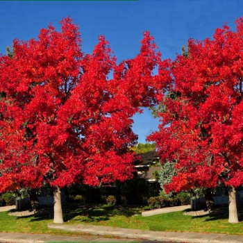 AMBROWIEC BALSAMICZNY