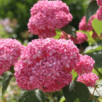 Hortensja krzewiasta 'PINK ANNABELLE' INVICIBLE SPIRIT