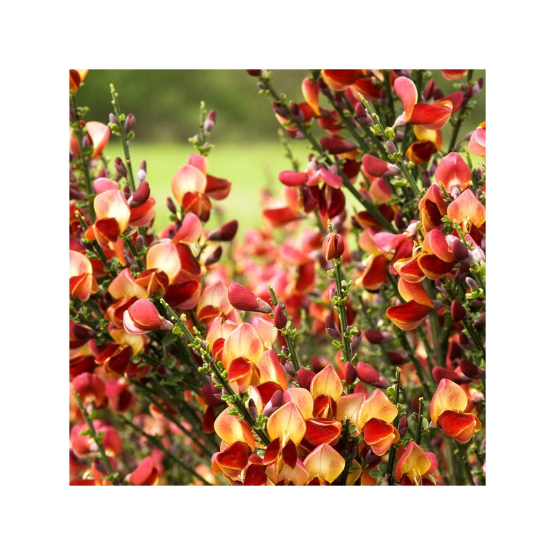 Żarnowiec miotlasty Lena cena